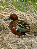 Cinnamon Teal - 3