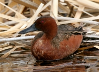 Cinnamon Teal - 4
