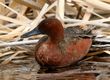 Cinnamon Teal - 4