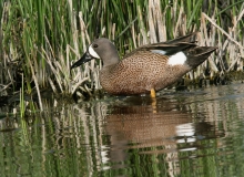 Blue-winged Teal