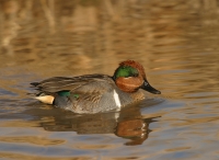 Green-winged Teal - 1