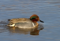 Green-winged Teal - 2