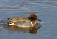 Green-winged Teal - 2