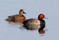 Redheads - 1