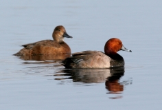 Redheads - 1