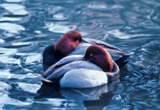 Redheads