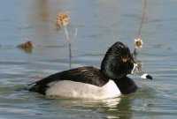Ring-necked Duck - 1