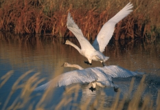 Trumpeter Swans - 4