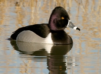 Ring-necked Duck - 2