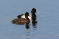 Lesser Scaup