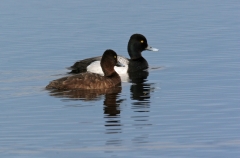 Lesser Scaup