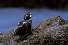 Harlequin Duck