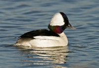 Bufflehead