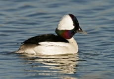 Bufflehead