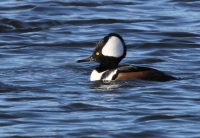 Hooded Merganser