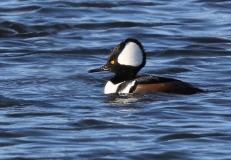 Hooded Merganser