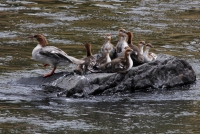 Common Merganser - hen w/chicks