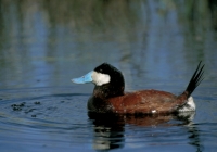 Ruddy Duck - 1