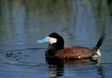 Ruddy Duck - 1