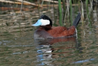Ruddy Duck - 2