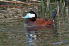 Ruddy Duck - 2