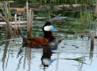 Ruddy Duck - 3