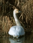 Tundra Swan