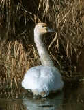 Tundra Swan