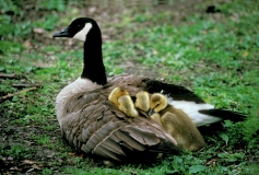 Canada Geese- hen w/chicks
