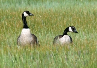 Canada Geese