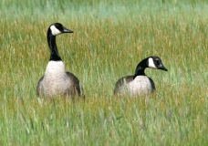 Canada Geese