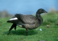 Brant Goose