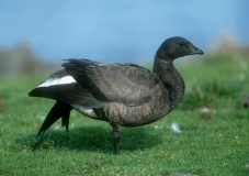 Brant Goose