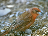 HepaticTanager