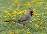 Pyrrhuloxia - 1