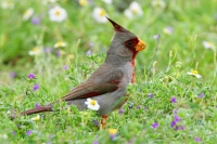 Pyrrhuloxia - 2