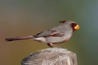 Pyrrhuloxia - 3