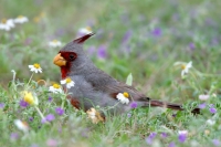 Pyrrhuloxia - 4