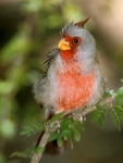 Pyrrhuloxia - 5
