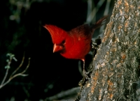 Northern Cardinal (Southwest)