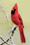 Northern Cardinal (Eastern)- 1