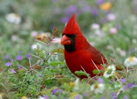 Northern Cardinal - 2