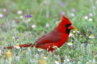 Northern Cardinal - 3