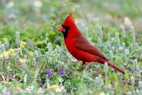 Northern Cardinal - 4