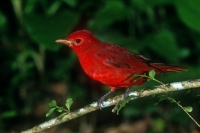 Summer Tanager - 1