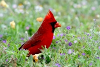 Northern Cardinal - 5