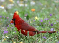 Northern Cardinal - 6