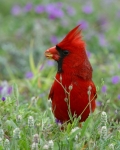 Northern Cardinal - 7
