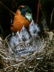 Black-headed Grosbeak & nestlings