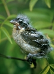 Black-headed Grosbeak fledgling